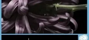 Иконка Adobe Photoshop Lightroom CC 2015.10.1 (6.10.1) RePack by KpoJIuK (2017) Multi Русский