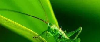 Иконка Bio-Linux