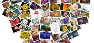 Иконка FigrCollage Professional 3.1.1.0 RePack (& Portable) by elchupacabra [Ru En]