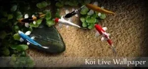 Иконка Koi Live Wallpaper
