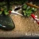 Иконка Koi Live Wallpaper