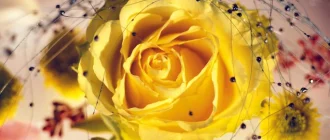 Иконка Обои