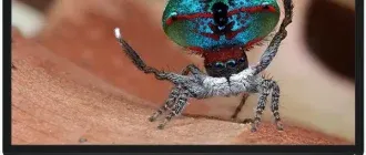 Иконка Обои - Лихие скакуны. 3840x2160 - 50 шт (2017) JPG