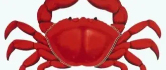 Иконка RedCrab Calculator 7.15 Portable [Multi]