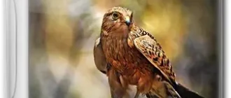 Иконка WinPE 10-8 Sergei Strelec [x86 x64 Native x86] [2019.01.28] (2019) PC