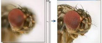 Иконка Zerene Stacker v1.04 Build T201711041830 Final [2018, Eng]