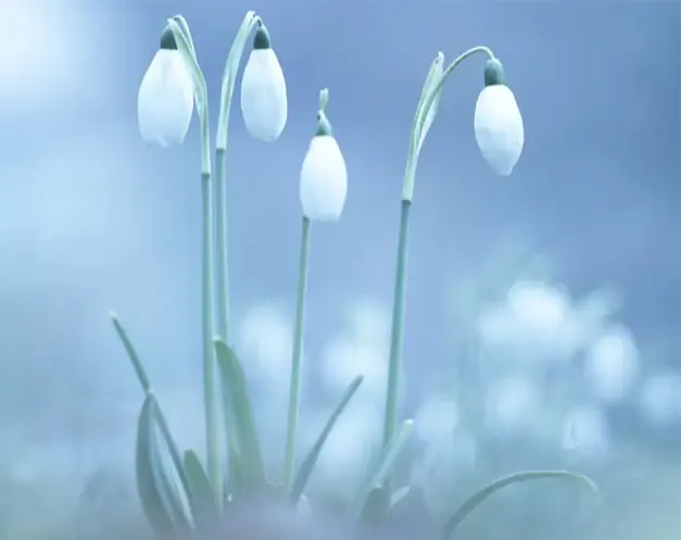 Инсталляция и активация