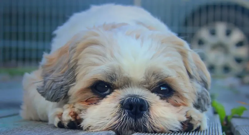 Программный интерфейс FastStone Capture 10.6 RePack (& portable) by KpoJIuK [Multi Ru]